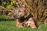 IRISH WOLFHOUND 411